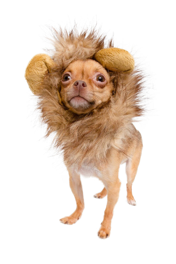 Lion Mane Dog Costume